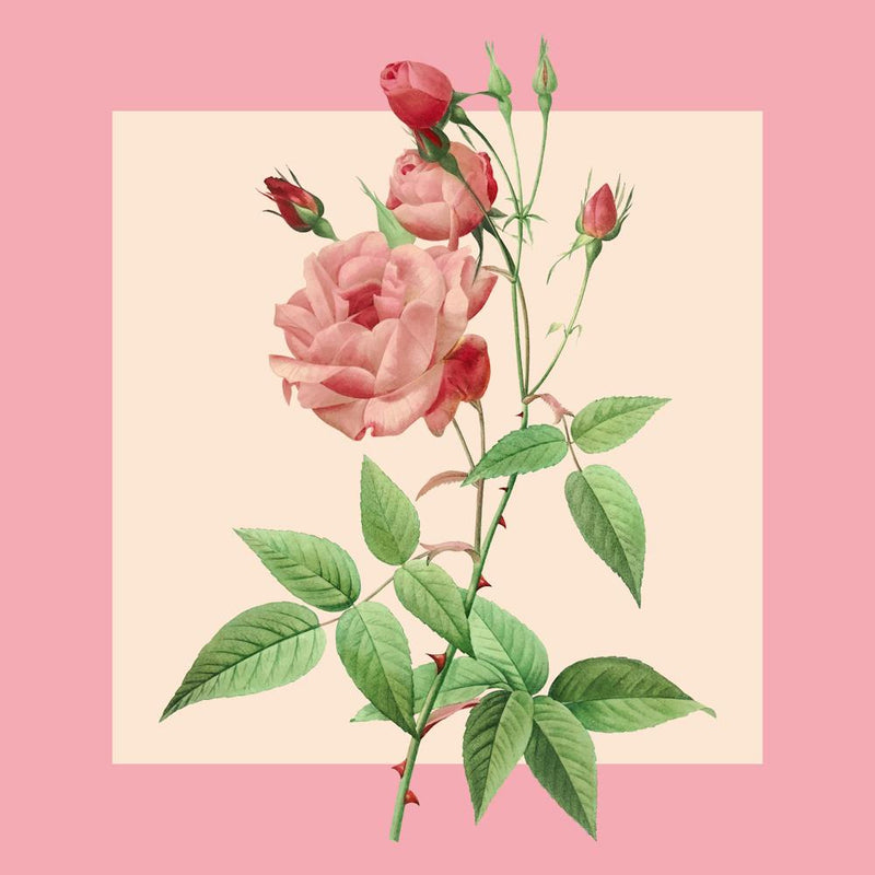 Pink Roses 1