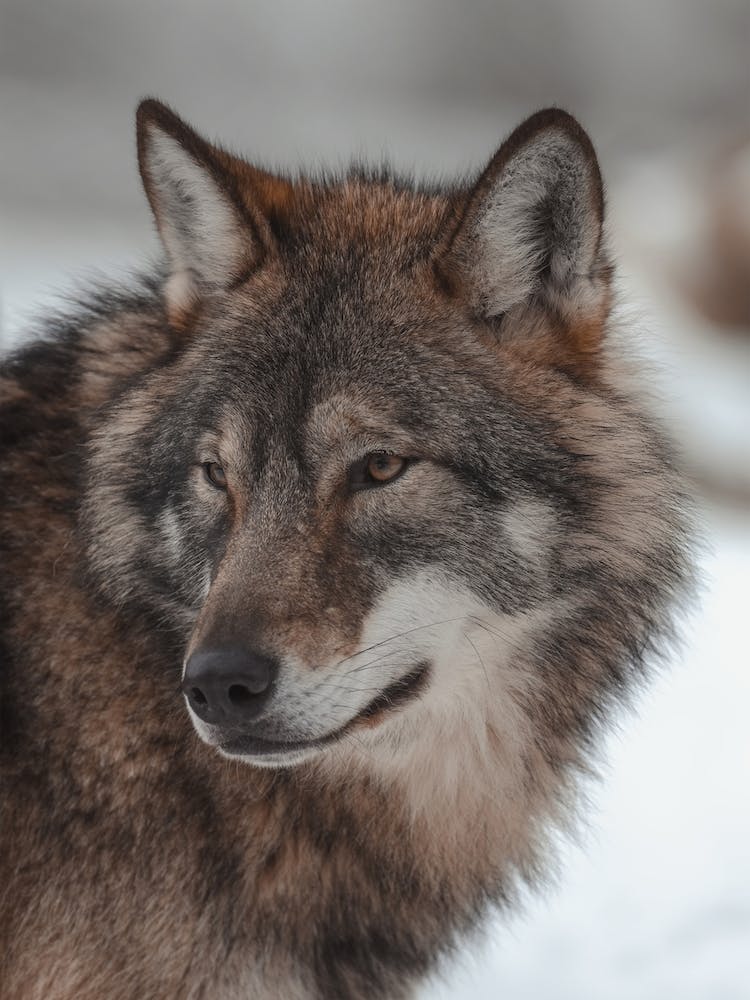 Brown Wolf
