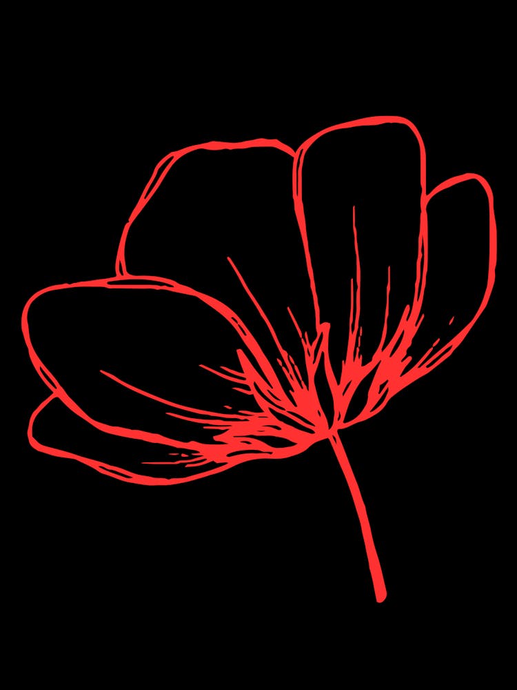 Red Poppy Flower 1