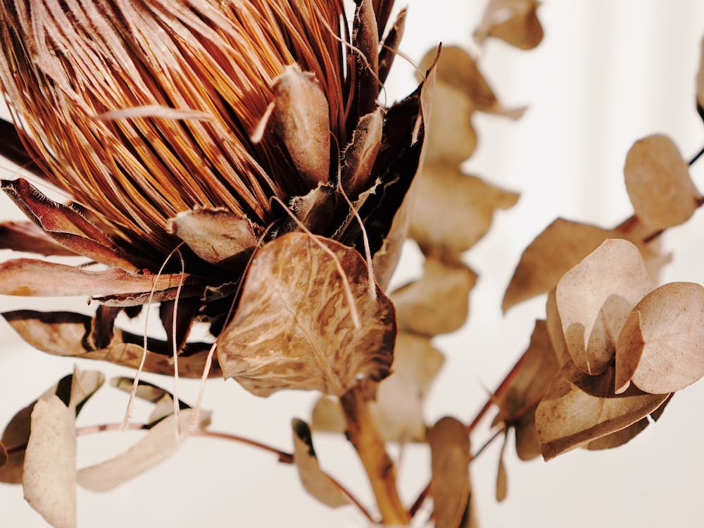 Protea Flower Arrangement