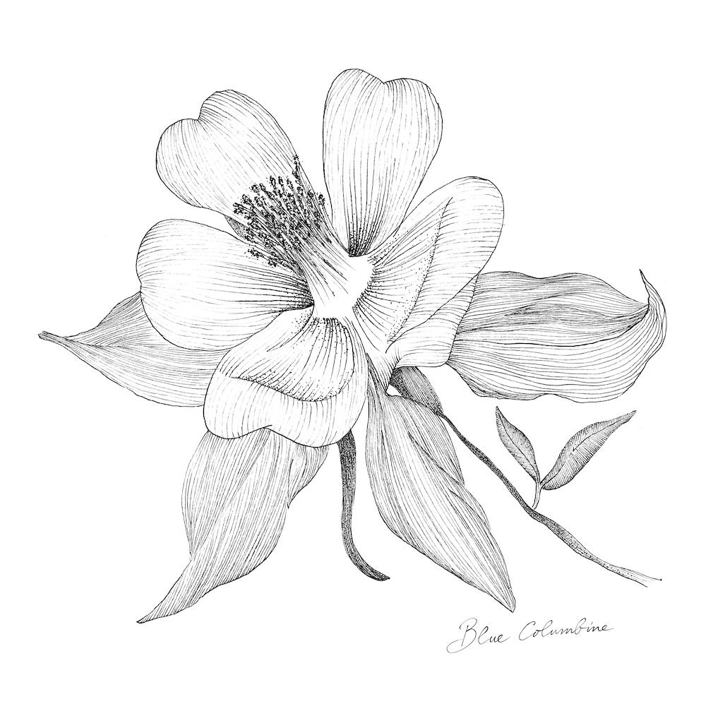 Blue Columbine 2