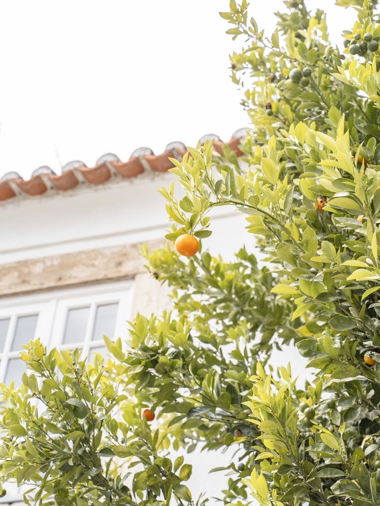 Orange Tree 2