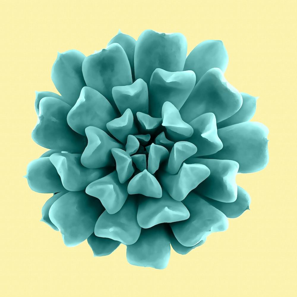 Cyan Succulent Plant on Yellow