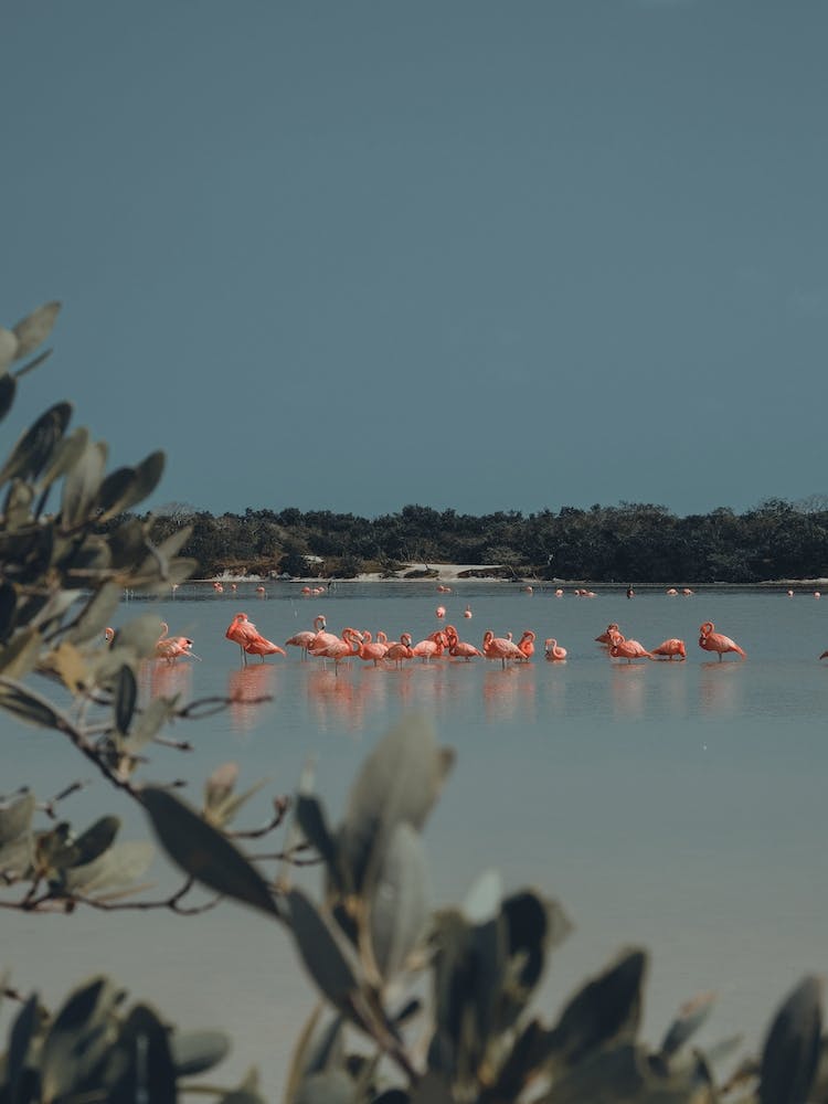 Mexican Flamingos