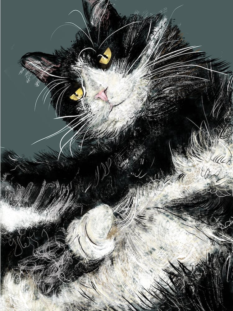 Jeffery The Black And White Cat