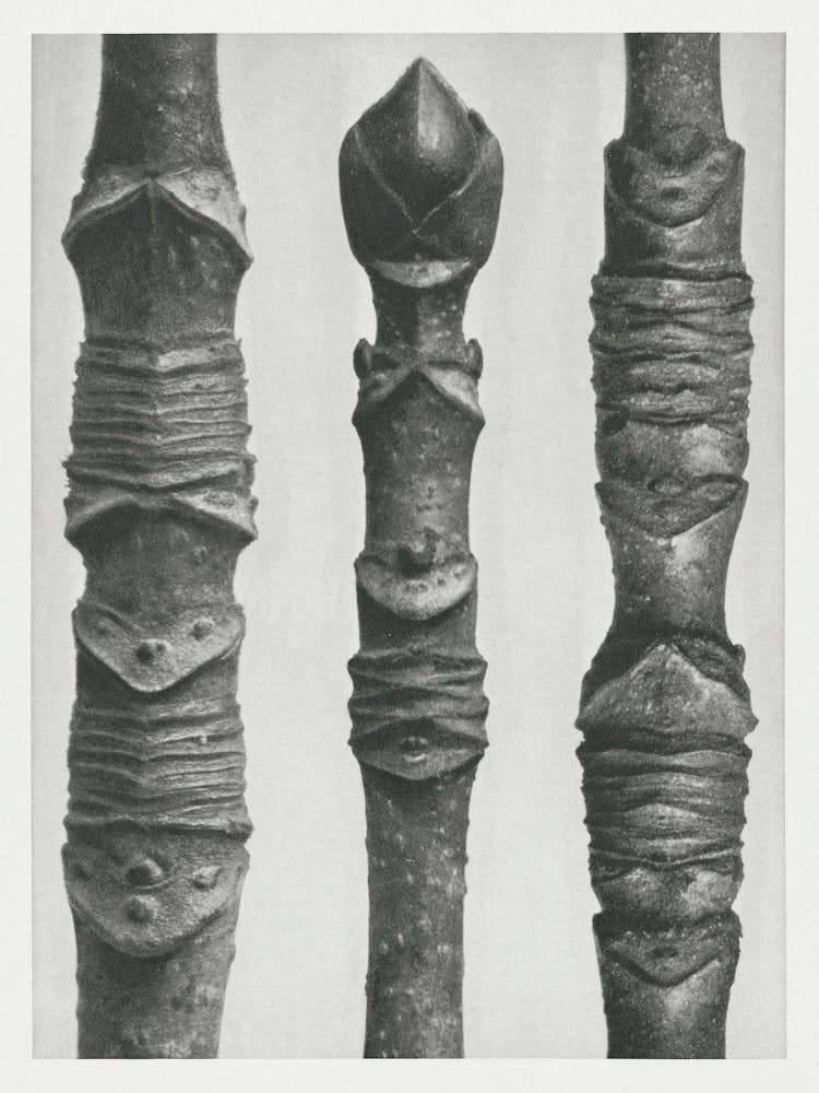 Different Varieties Of Maple (1928), Karl Blossfeldt