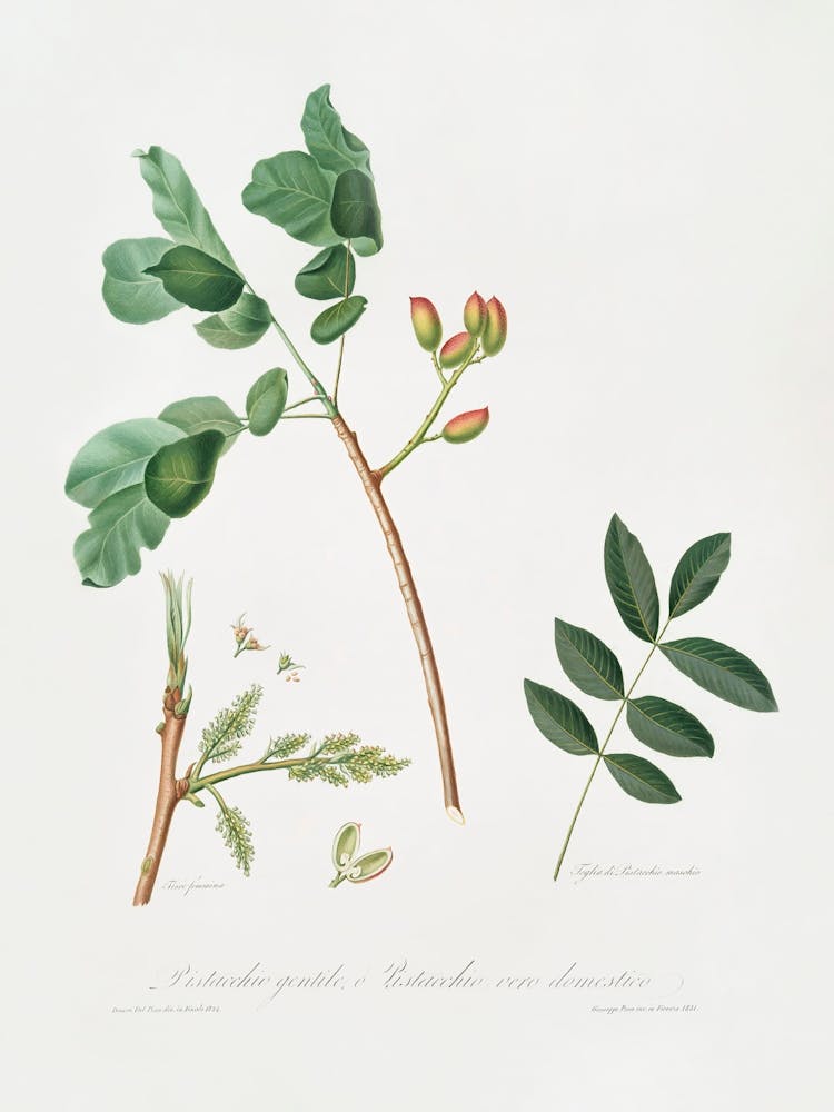 Pistache (Pistacia Vera) De Pomona Italiana (1817 1839), Giorgio Gallesio