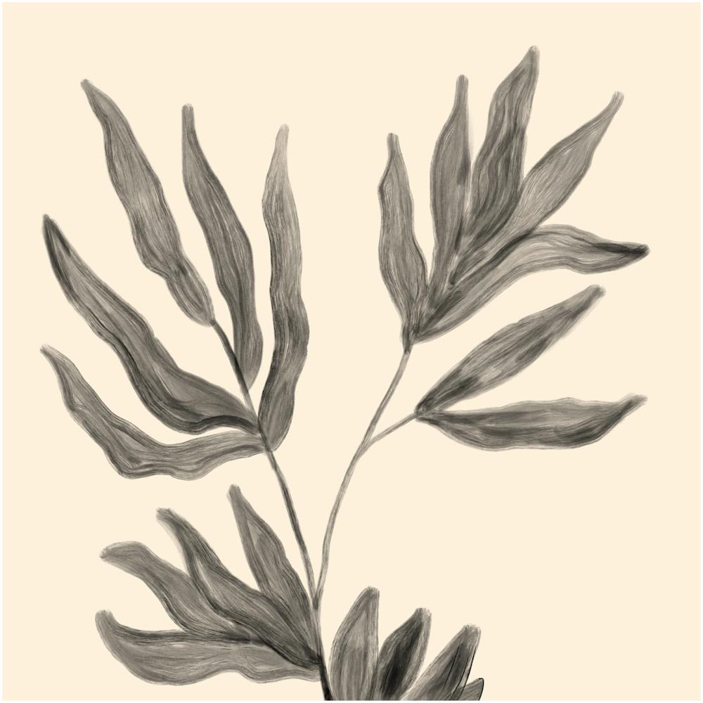 Ferns