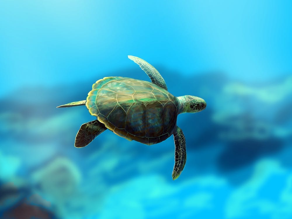 Une tortue