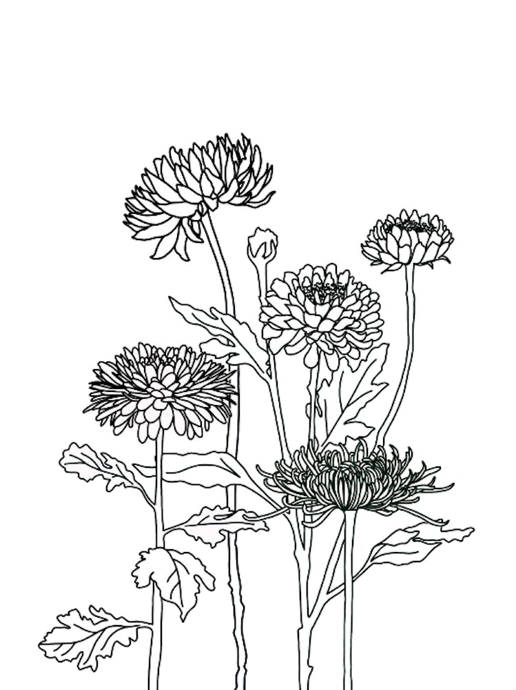 Chrysanthemen-Zeichnung