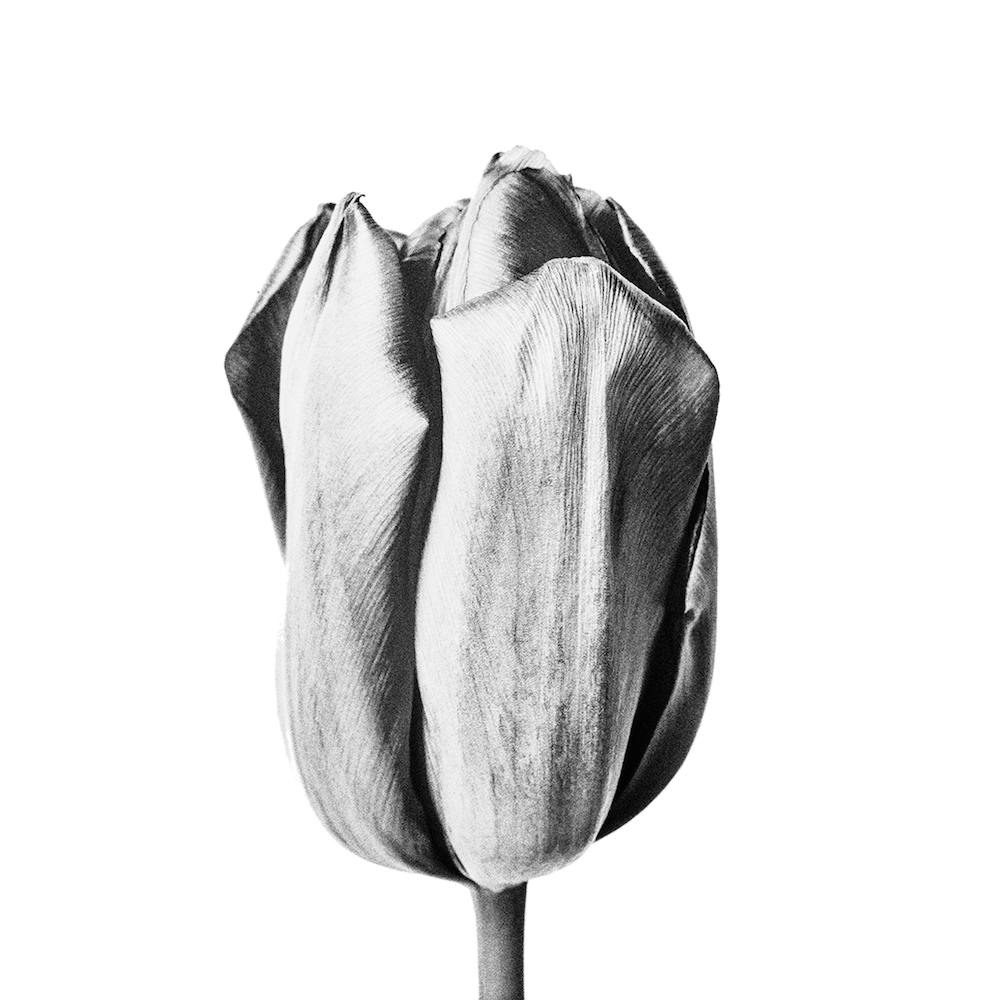 Botanical Tulip Square