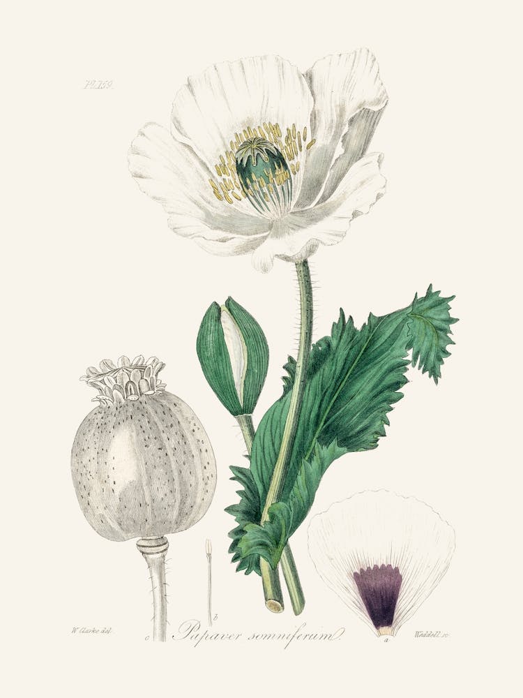 Vintage Botanical John Stephenson and James Morss Churchill_2731683