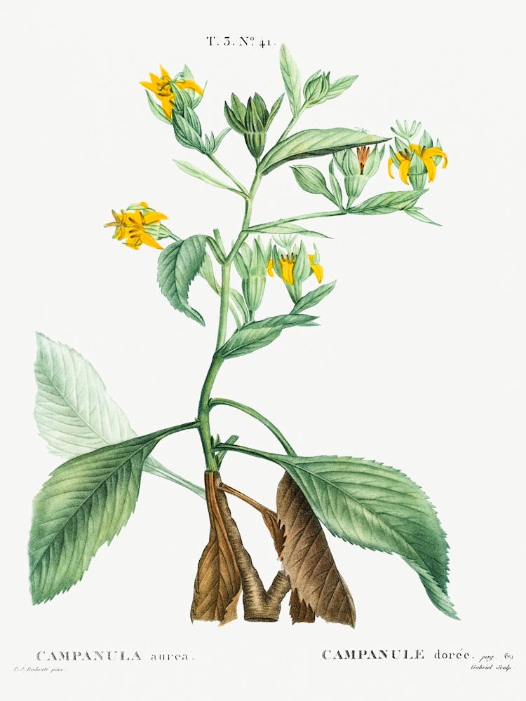 Musschia Aurea, Pierre Joseph Redoute