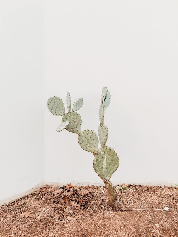 Cactus Plant
