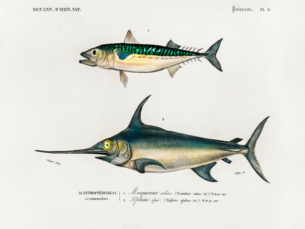 Different Types Of Fishes, Charles Dessalines D'Orbigny 8