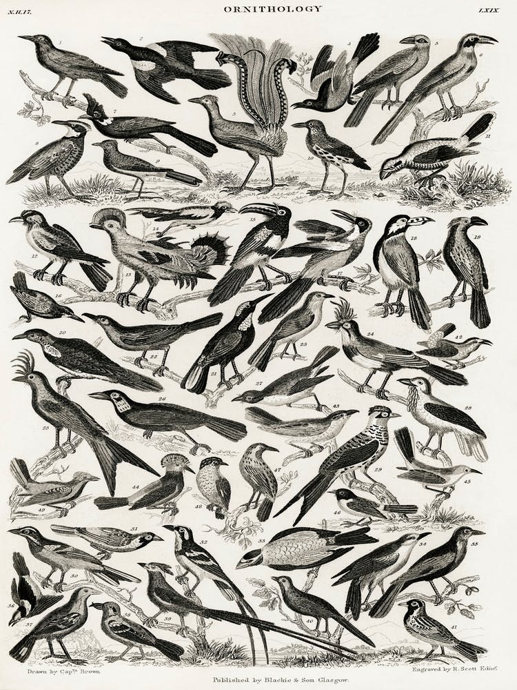 Ornithologie, Oliver Goldsmith 2
