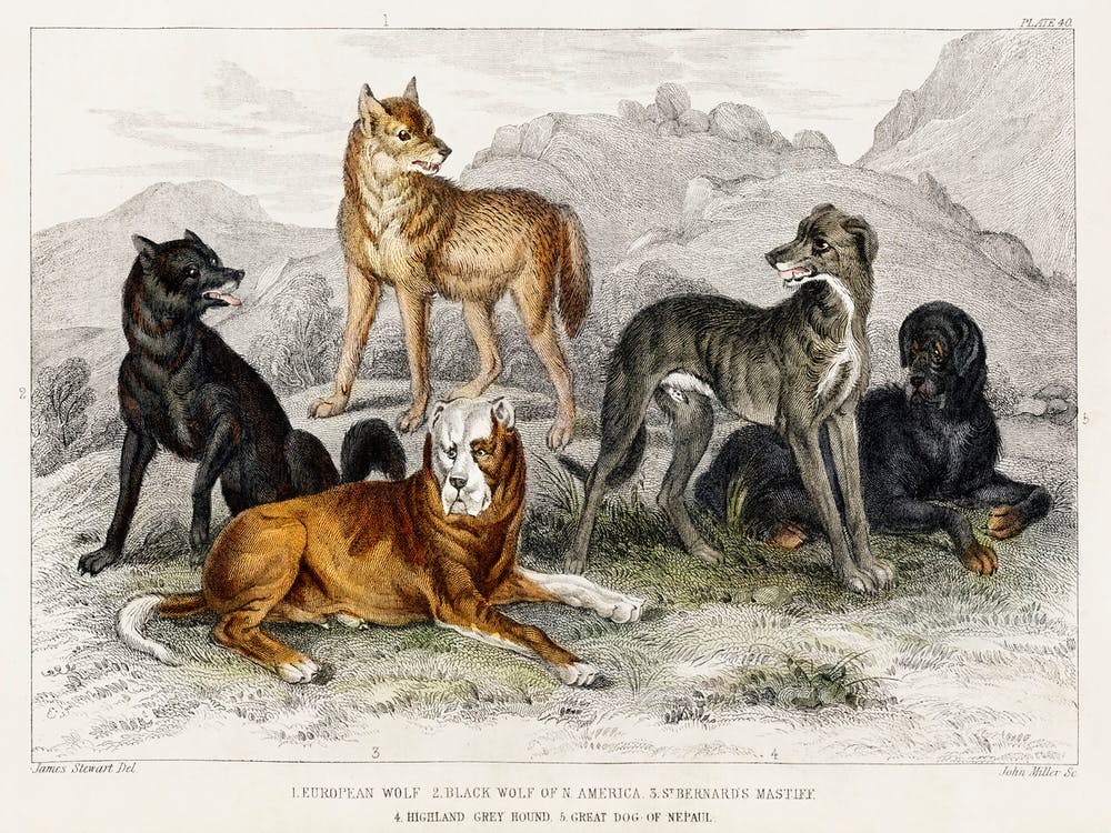 European Wolf, Black Wolf of North America, St.Bernard's Mastiff, Highland Greyhound, and Great Dog of Nepal, Oliver Goldsmith