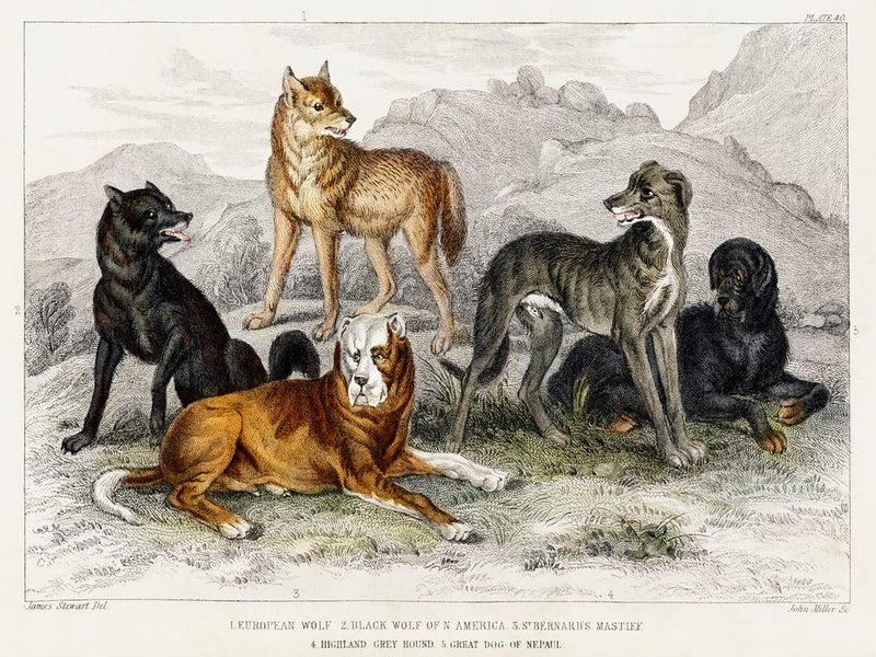European Wolf, Black Wolf of North America, St.Bernard's Mastiff, Highland Greyhound, and Great Dog of Nepal, Oliver Goldsmith