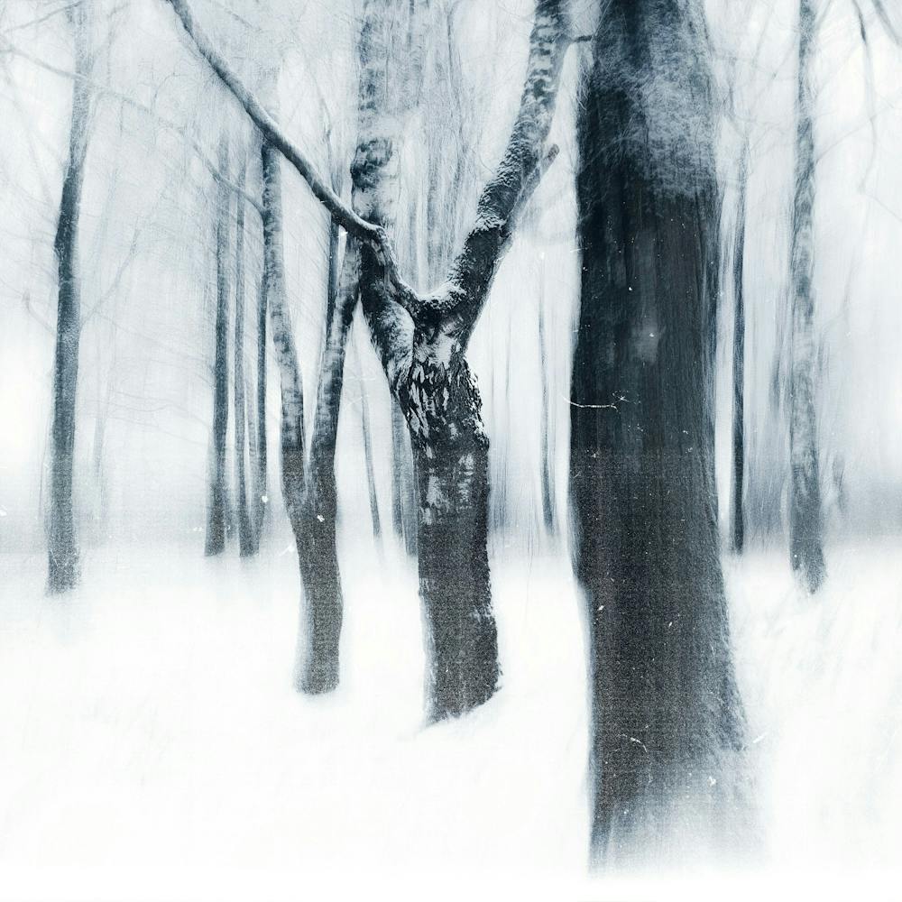 Snowy Forest 1