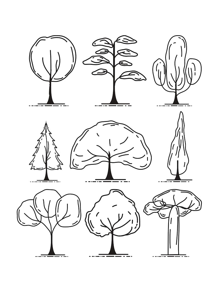 Trees In The Forest