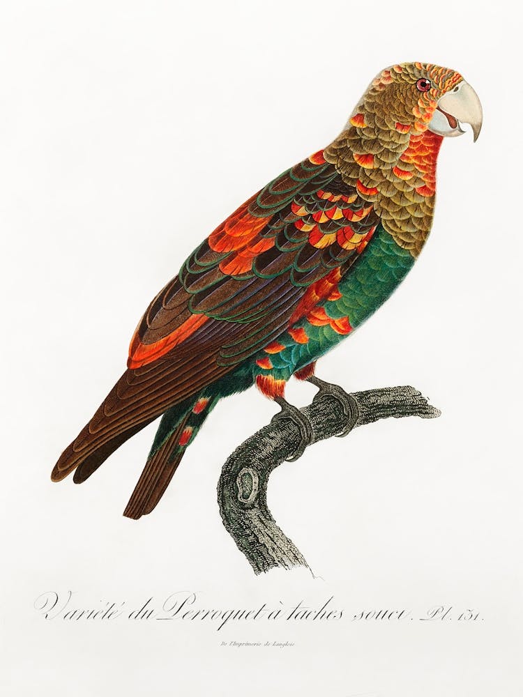 The Brown Necked Parrot From Natural History Of Parrots, Francois Levaillant 1