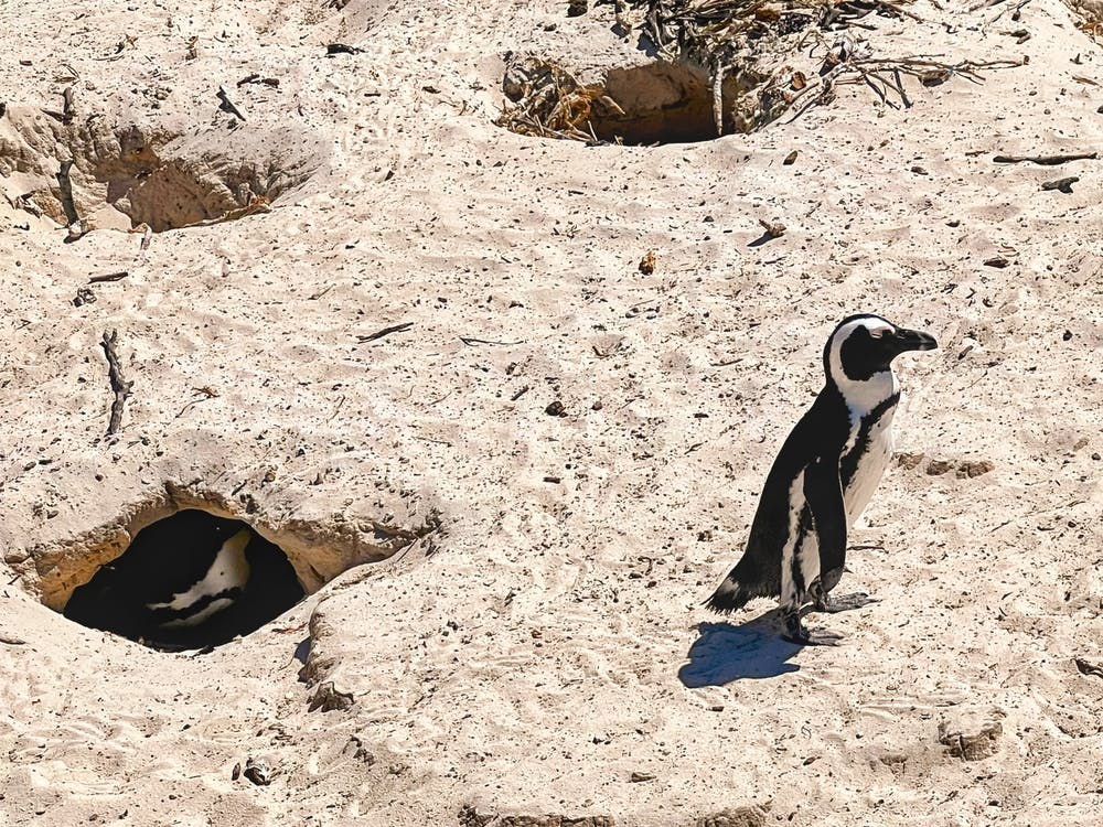 Penguins On The Beach (Africa Series) 3
