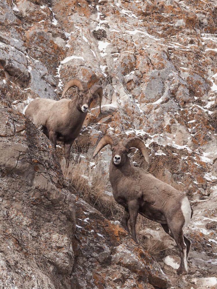 Cliffside Sheep
