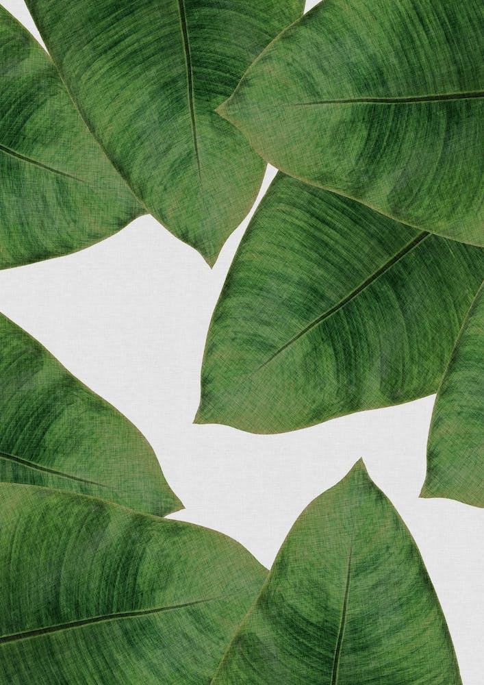 Banana Leaf II