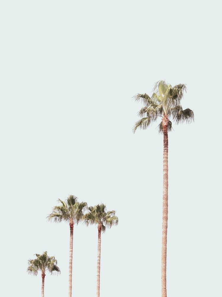 Palm Trees In The Desert