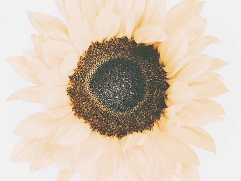Warm Summer Sunflower