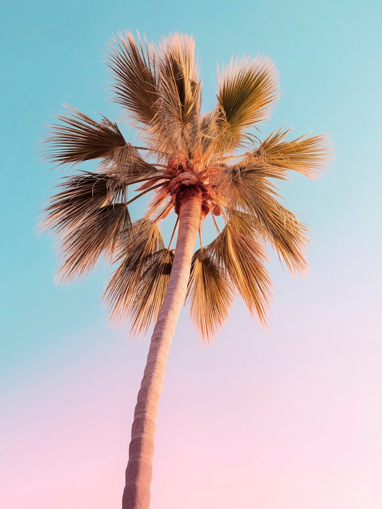 California Dreaming - The Pastel Palm