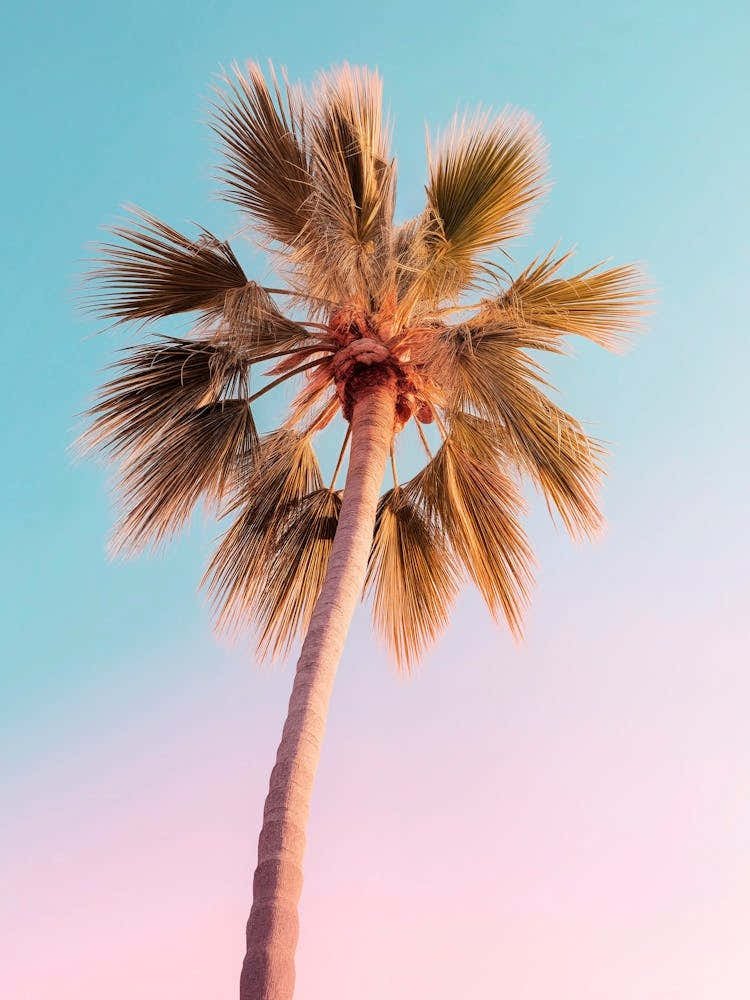 California Dreaming - The Pastel Palm