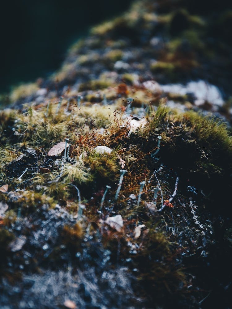 Patagonia Moss