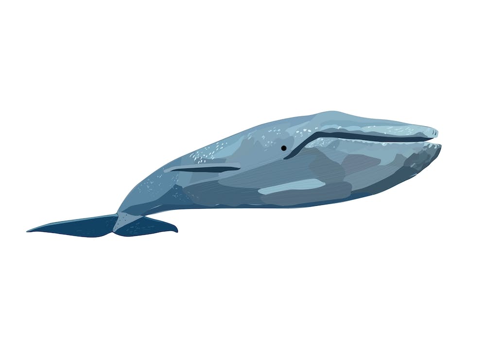 Blue Whale