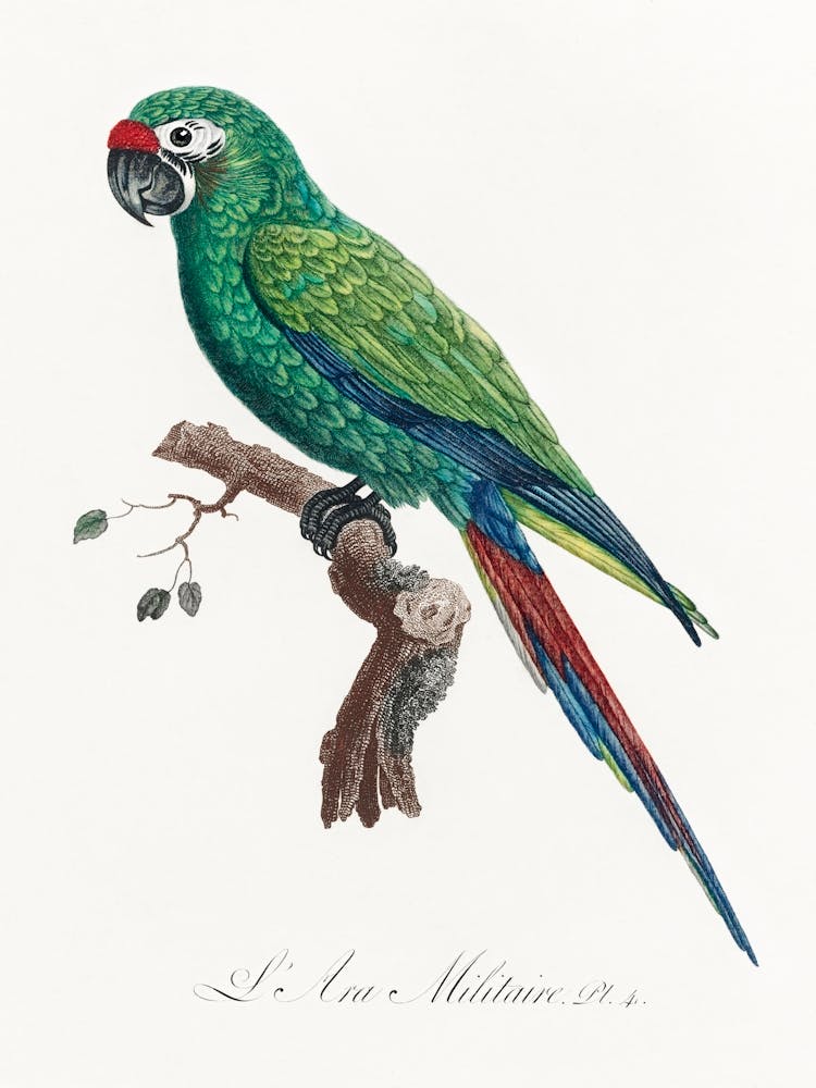 Military Macaw, From Natural History Of Parrots, Francois Levaillant