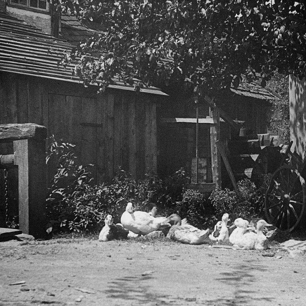 Gutach (1894), Alfred Stieglitz