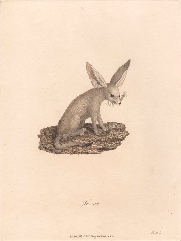 Fennec, James Heath