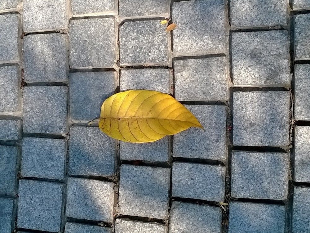 Lone Leaf