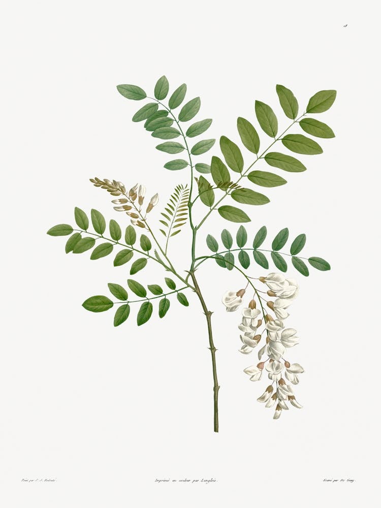 Acacia from La Botanique de J. J. Rousseau, Pierre Joseph Redoute
