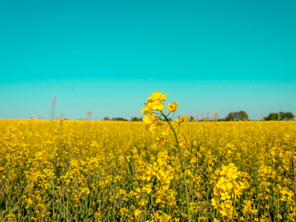 Rapsfelder unter der Sonne 07