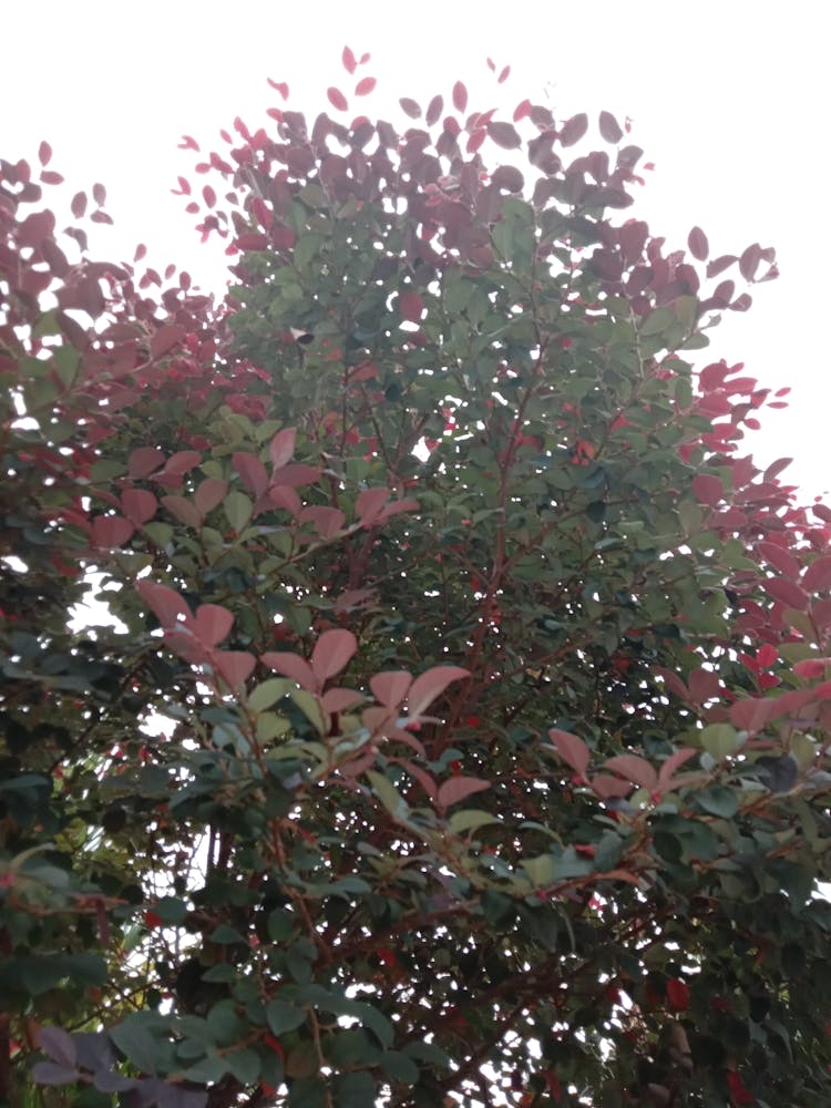 Autumn Leaves On A Tree