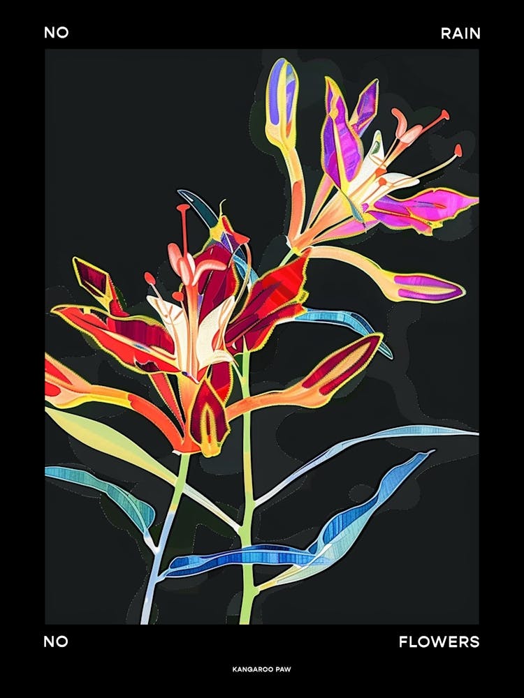 No Rain No Flowers Poster Kangaroo Paw 1
