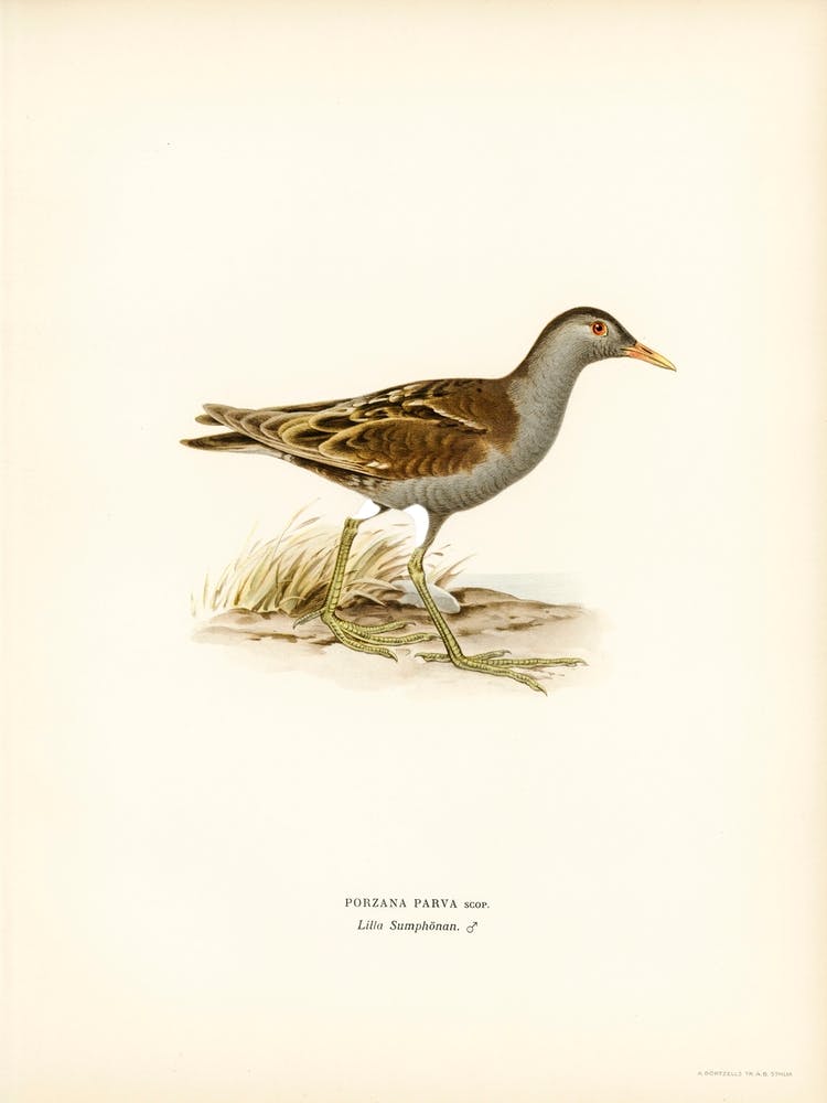 Little Crake, The Von Wright Brothers