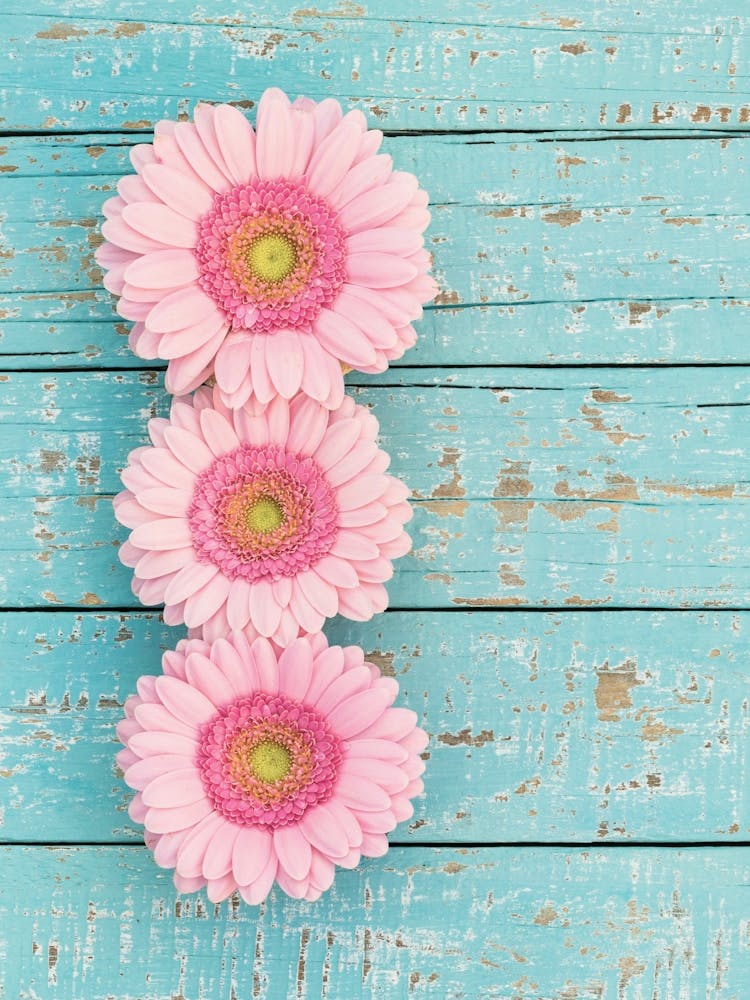Pink Gerbera Daisies