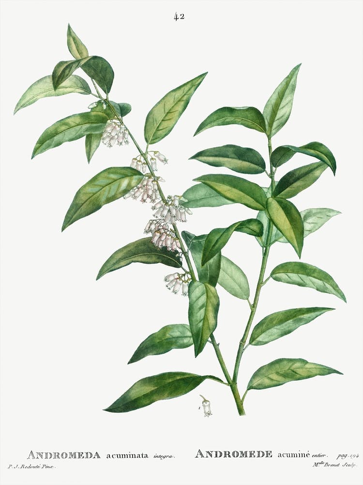 Andromeda Acuminata, Pierre Joseph Redoute