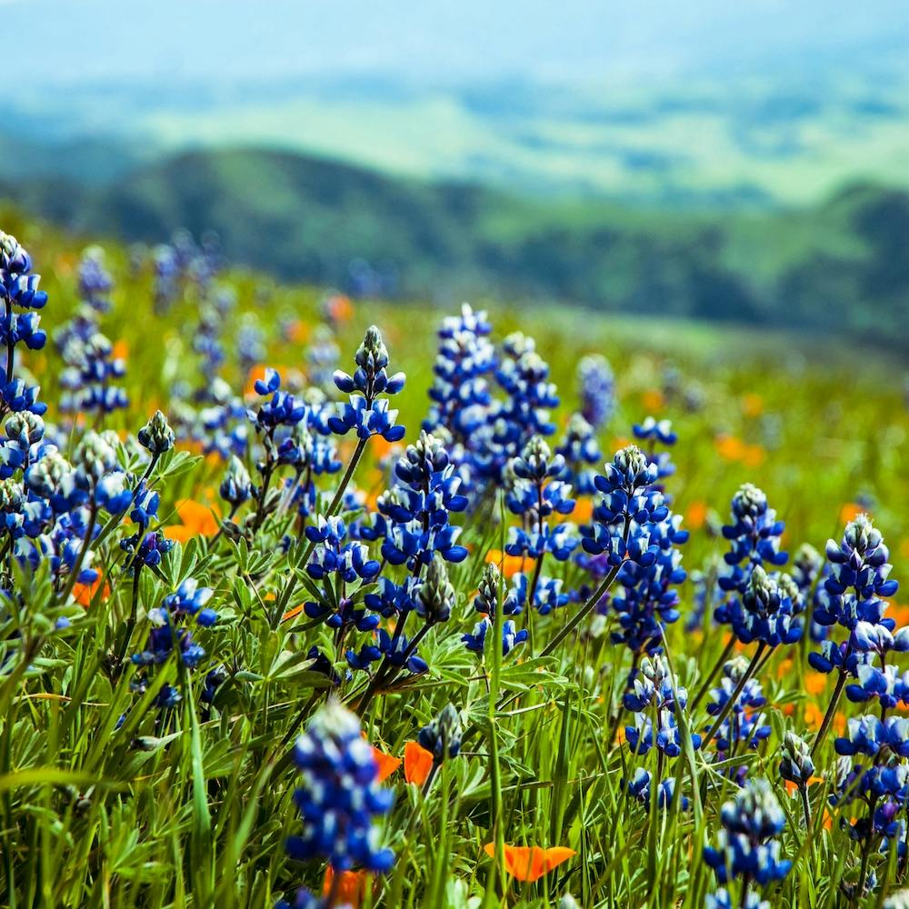 Lupine Mountain Background Square
