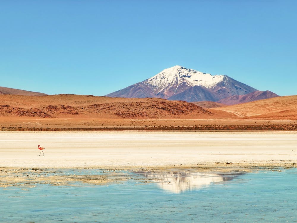 Flamingo lake reflection of snow-capped volcano