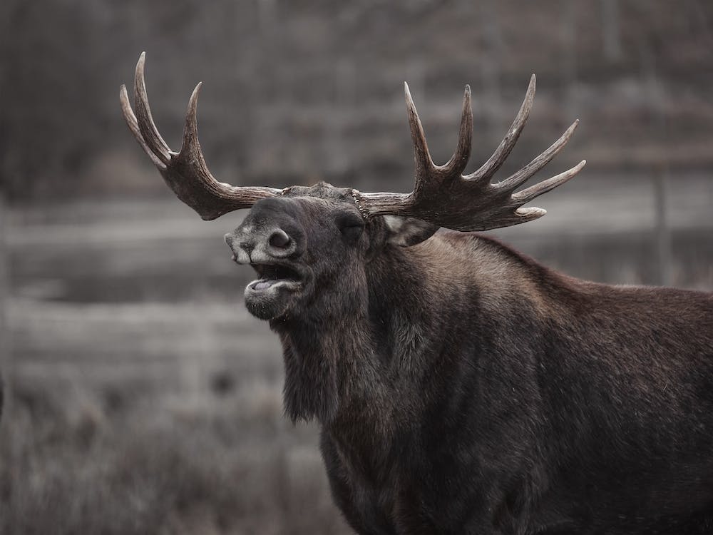 Loud Moose