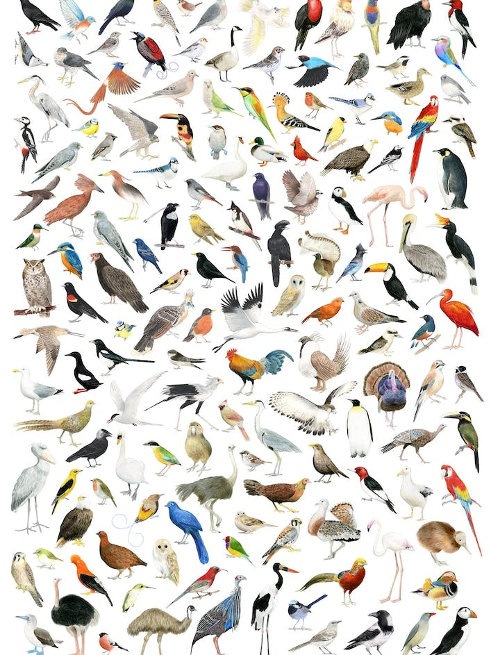 150 Birds Of The World