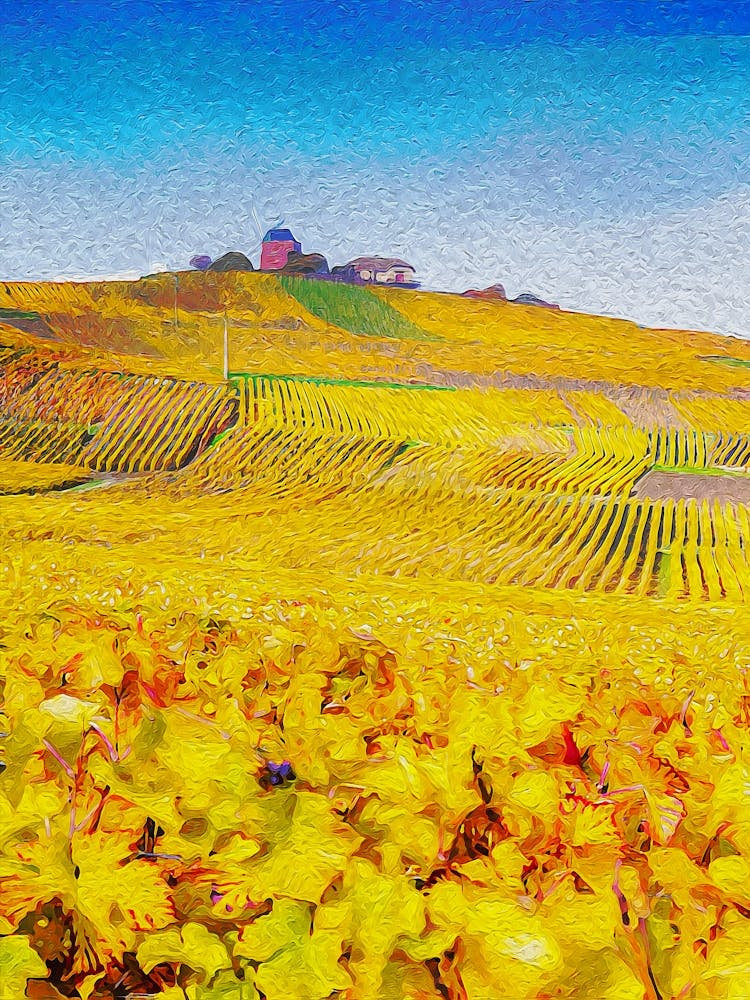 Windmill And Vineyards, Verzenay, Champagne Ardenne, France
